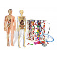 Focus Junior Il Corpo Umano Web