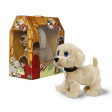 Goldy cagnolino