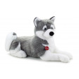 Husky Marcus cm 80