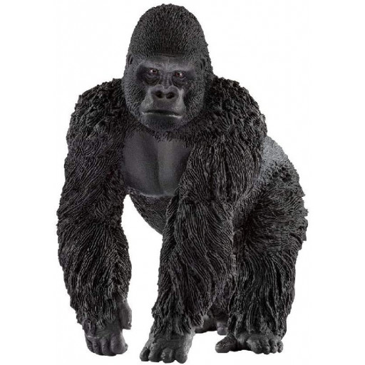 GORILLA MASCHIO