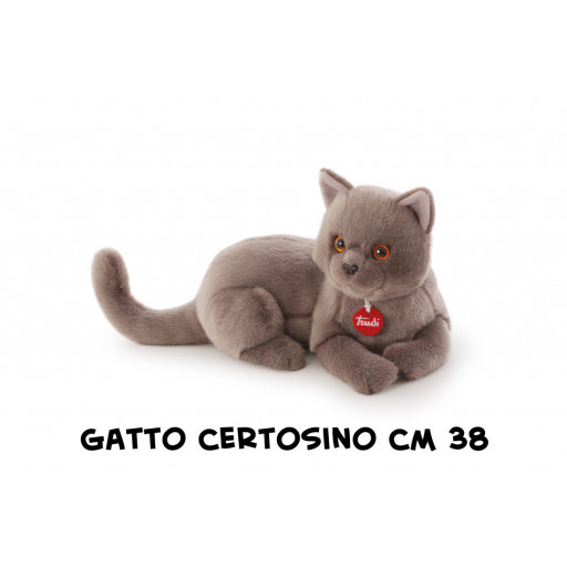 Gatto Certosino Pompeo