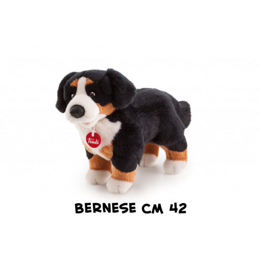 Bernese Bruce