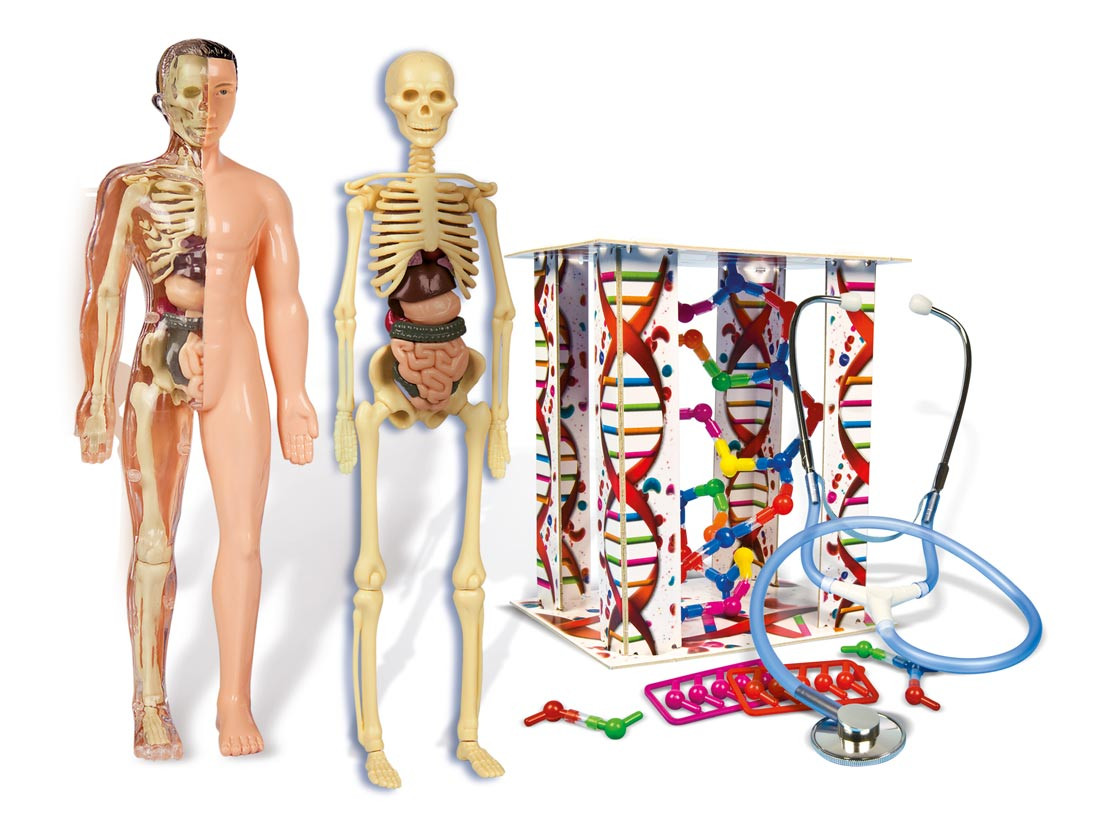 Focus Junior Il Corpo Umano Web Clementoni